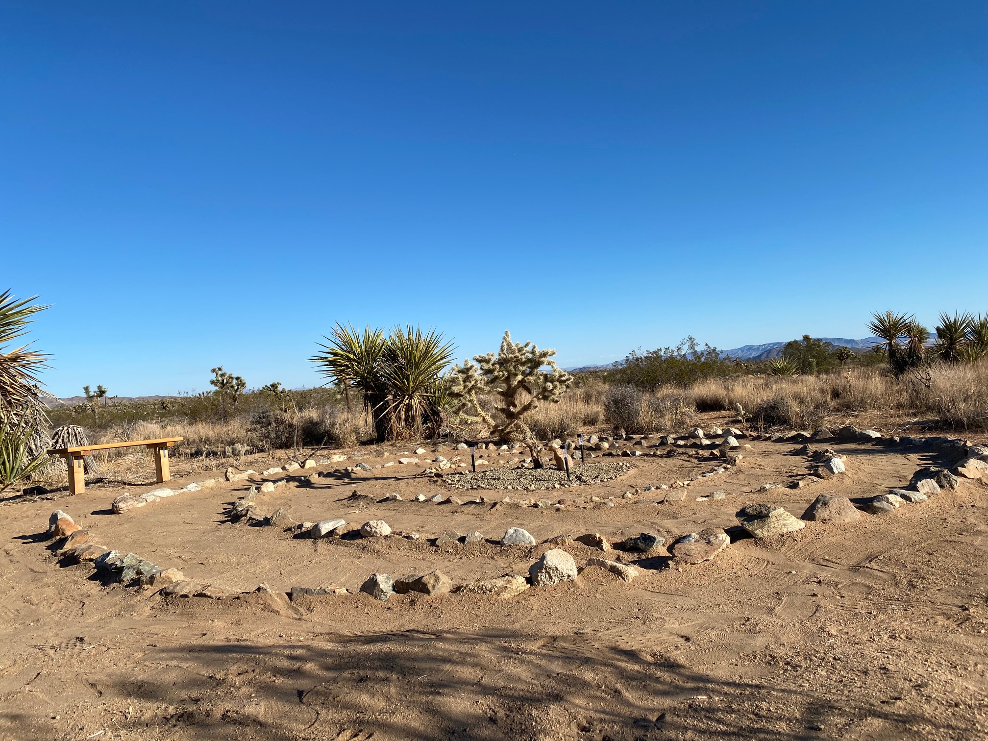 Sonoran Desert landscape